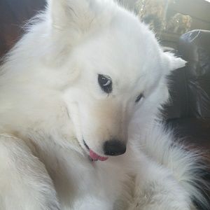 Meet your Posher, Saphire